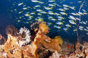 Castle Rock - Komodo. Always a spectacular fishy dive by Stew Smith 